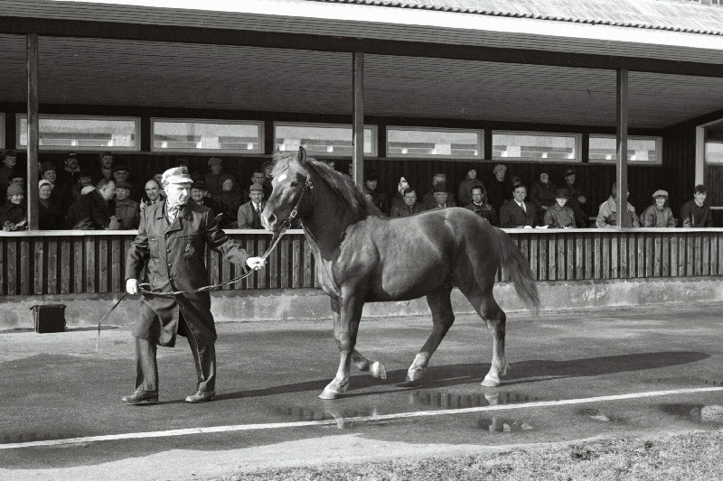 Tori tõugu hobuse demonstreerimine Eesti Vabariikliku Tõuloomade Varumise Koondise baasis Luige asulas toimunud tõuhobuste oksjonil.