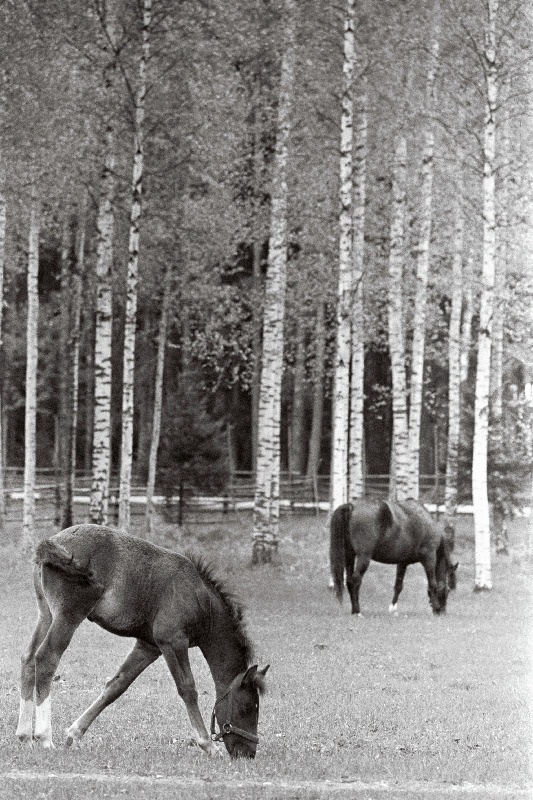 C.R. Jakobsoni Talumuuseum Kurgjal.