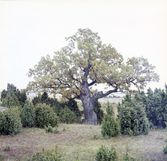 Hanikatsi laid.