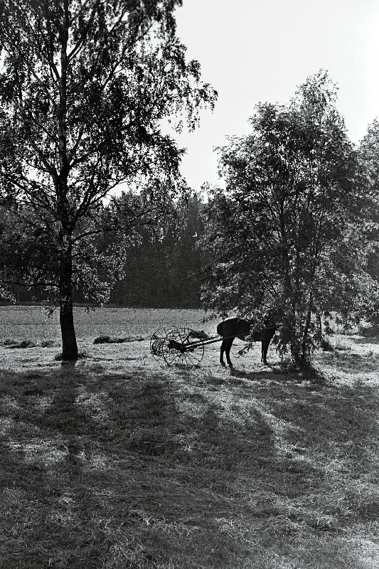Heinaaeg.
